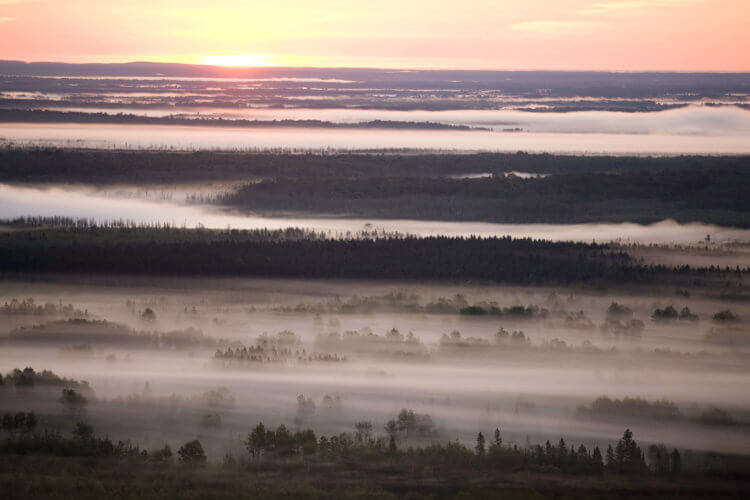 NCM10006-Upper Mississippi Forest Project