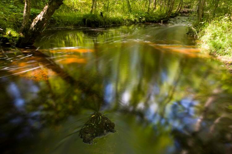 NCM10006-Upper Mississippi Forest Project