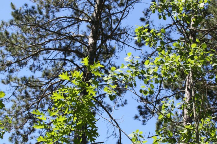 Tall pines and birch